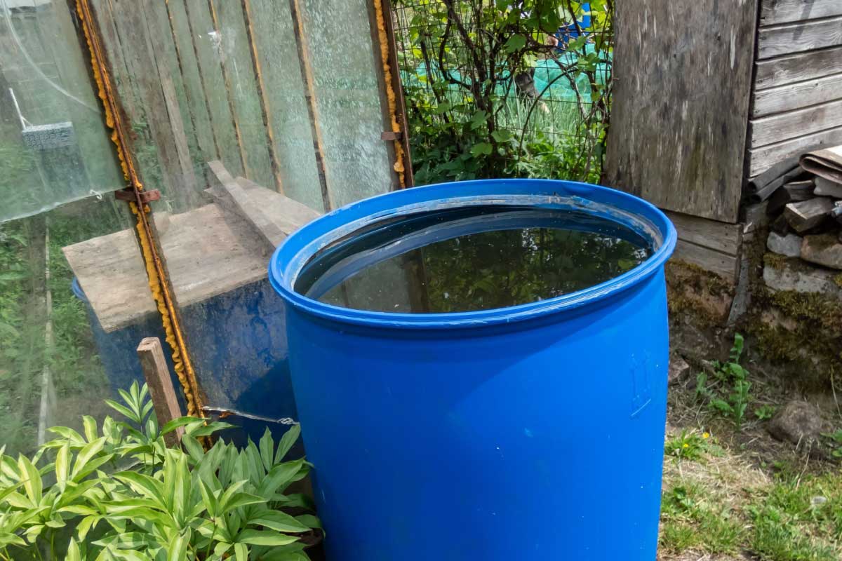 fut en plastique de 220 litres, ouvert et propice au développement d'algues et bactéries