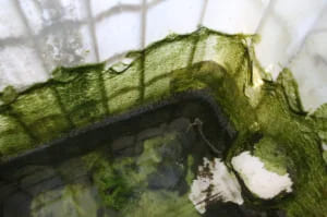 algues verte au fond d'une cuve de récupération d'eau de pluie