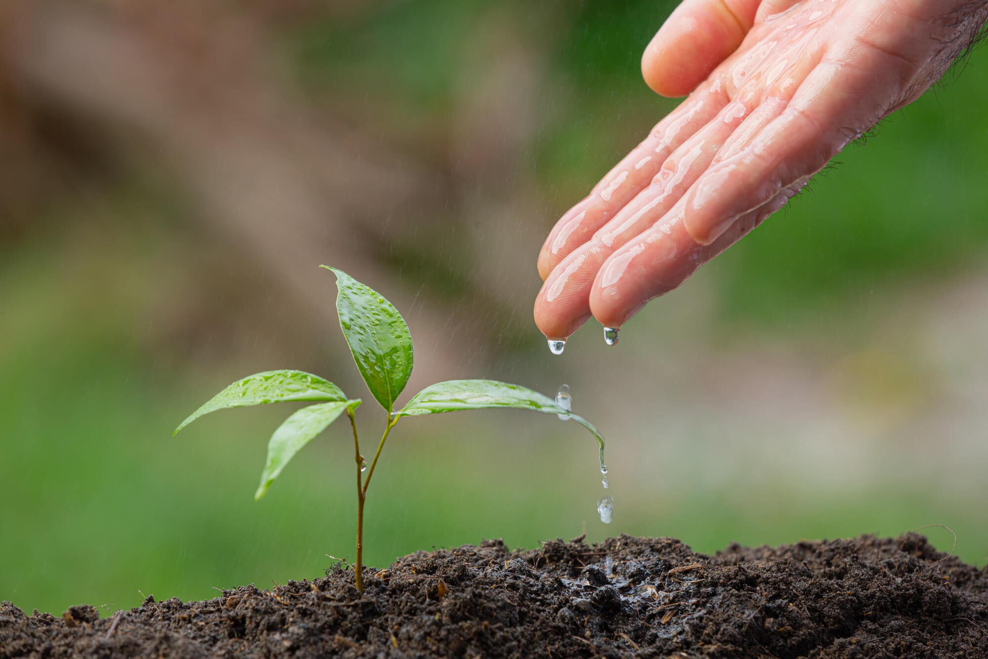 Une main qui donne des gouttes d'eau à une plante verte
